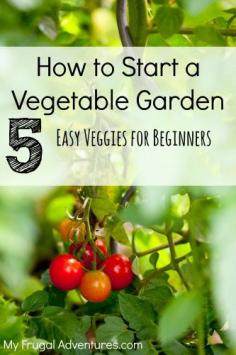 How to Start a Vegetable Garden 5 Easy Veggies for Beginning Gardeners