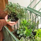 Plant a Beautiful Terrarium | Midwest Living