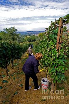 Grape Harvest, Italy | Photo by Tim Holt with Pin-It-Button on FineArtAmerica