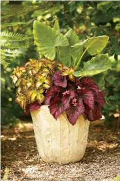 The Garden Geeks Container Recipe of the Day: Cassanova Shade Recipe  To see full recipe