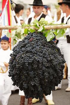 Madeira Wine Festival. #Portugal  Now that is a SERIOUS amount of grapes!