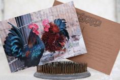 Mini Minature Roosters Pet Livestock Farm Fun Love Family Friends Handcrafted Photo Art Photography Postcard Post Card
