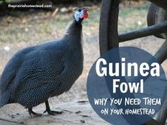 All About Guinea Fowl {And why you need them on your homestead!}