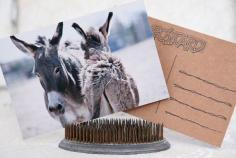 Donkey Mother and Baby Pet Livestock Farm Fun Love Family Friends Handcrafted Photo Art Photography Postcard Post Card