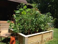 A 6×8, 24″ high raised bed garden filled with veggies!