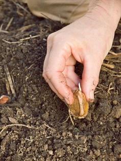 How to Plant Garlic: Organic Gardening