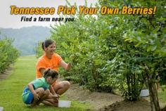 Tennessee Pick Your Own Berries will be Starting Soon Find a Farm Now So Your Ready!