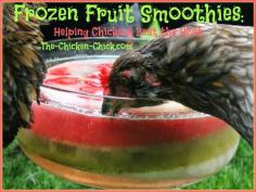 I make this frozen fruit smoothie ice ring for my chickens to help them beat the heat and they love it! When water is added to the ice ring,...