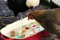 As a general rule, avoid giving chickens treats when it's hot outside so as not to promote increased internal body temperatures from digesti...