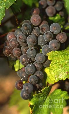 Grapes Growing On Vine | Photo by Bernard Jaubert with Pin-It-Button on FineArtAmerica