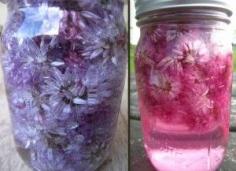 Homemade Chive Blossom Vinegar