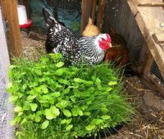 foraging-chickens - - grow your own blend