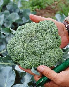 Brassicas Rule! A Fall Planting Guide | High Mowing Organic Seeds' Blog – The Seed Hopper