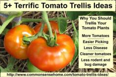 Tired of wimpy tomato cages? Check out these homemade tomato trellis ideas that are wind resistant, tall, short, funky and budget friendly to find the right one for your garden.