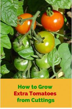 How to Grow Extra Tomato Plants from Cuttings