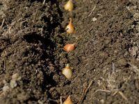 Three Ways to Plant Onions | Story and video from the February/March 2014 issue of Organic Gardening magazine