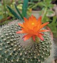 How to Grow a Cactus Indoors | Gardening Guide | Gardening Tips � Country Woman Magazine