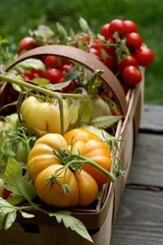The Last of the Tomatoes by Chiot's Run, via Flickr