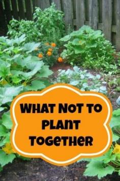 Companion Planting | What NOT To Plant Together - Moms Need To Know ™