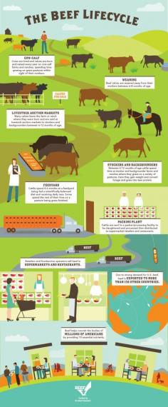 The Beef Lifecycle