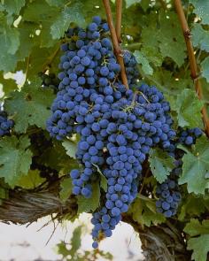 Agriculture - Closeup of clusters of mature Cabernet Sauvignon wine grapes on the vine near Prosser, Yakima Valley, Washington, USA | Photo by Charles Blakeslee with Pin-It-Button on FineArtAmerica