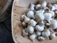 A Guide to Curing and Storing Garlic