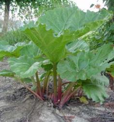 Rhubarb: Planting, Growing, and Harvesting Rhubarb Plants.  Sadly, our rhubarb plant did not make it through the winter.  Planted a new one in a sunnier spot and hoping we'll see success next year!