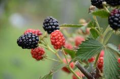 Tennessee Blackberries find them now!