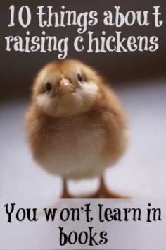 10 things about raising chickens they won't tell you in books