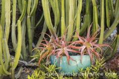 Red Aloe in teal pot - Succulents and Sunshine