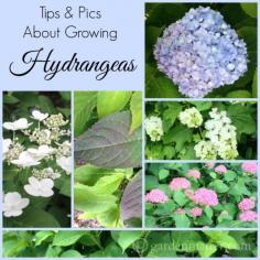 Tips for growing hydrangeas