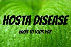 Anthracnose is a fungal leaf disease of hosta that thrives in warm, wet weather. This is not the same fungus that causes anthracnose on syca...