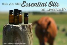 Essential Oils For Livestock| While essential oils can help humans relax and de-stress, essential oils can also benefit livestock. #pioneersettler