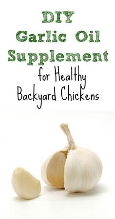 DIY Garlic Oil Supplement for Healthy Backyard Chickens :: Five Little Homesteaders