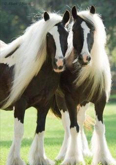 2 Gypsy Vanner horses