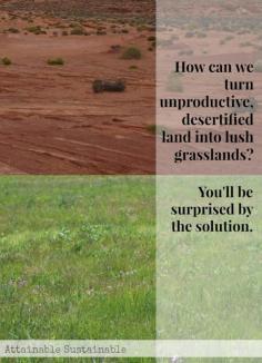 We've been told for YEARS that grazing animals are the *cause of desertification. Turns out, we've been wrong.