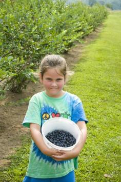 Find a Pick your own Blueberry Farm and have some fun.