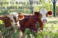 How to Raise Cattle on Small Acreage - From Scratch Magazine
