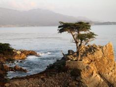 The Lone Cypress along 17-Mile Drive in Pebble Beach