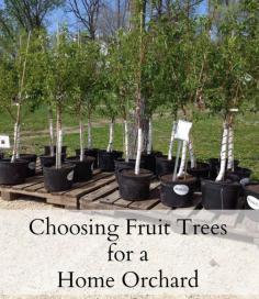 Choosing fruit trees.  Starting a home orchard.