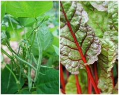 fall vegetable garden planning, with katie spring - A Way To Garden