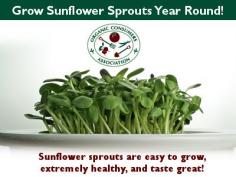 Grow Sunflower Sprouts Year Round!