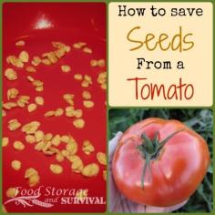 How to save seeds from a tomato--Food Storage and Survival