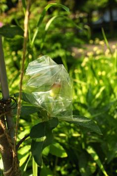 BAG IT UP: HOW TO PROTECT FRUIT FROM INSECT ATTACK