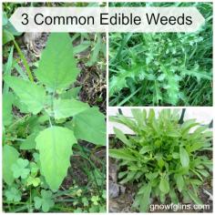 How dare those weeds take up residence in your yard and garden. I mean, a weed is a weed, right? Well, kinda sorta. But before you tear them out, spit on them, and stomp on their graves, get ready for a surprise. Some of those pesky nuisances are edible! | GNOWFGLINS.com