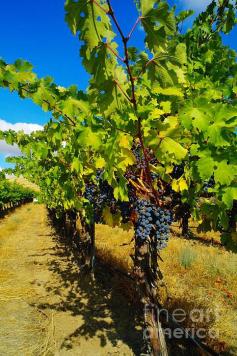 Heavy On The Vine At The High Tower Winery | Photo by Jeff Swan with Pin-It-Button on FineArtAmerica