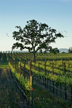 vineyard, Sonoma County, California | Gary Moon, Agpix