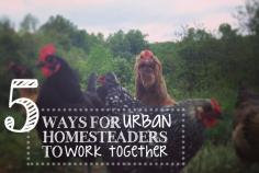 5 Ways for Urban Homesteaders to Work Together + an amazing Kickstarter Announcement :: Five Little Homesteaders