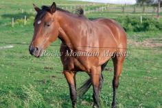 Stock Quarter Horse Livestock Farm & Ranch by RockyMountainMajesty, $10.00
