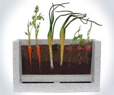 Transparent Root Vegetable Farm | DudeIWantThat.com ~ the kids can really see how root veggies grow!